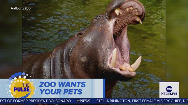 ABC News Live
